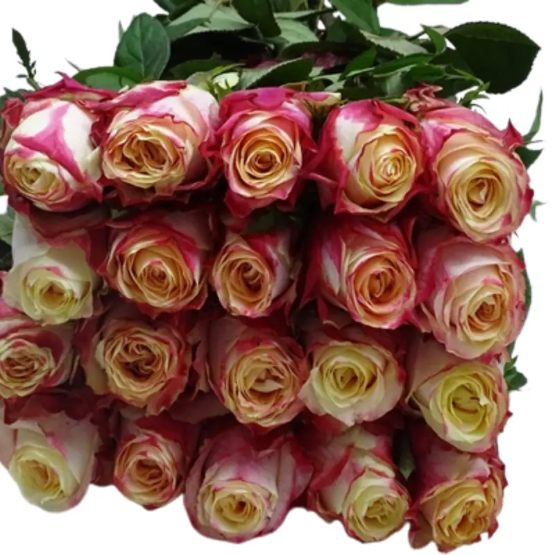 Rose -Apple Jack (60)