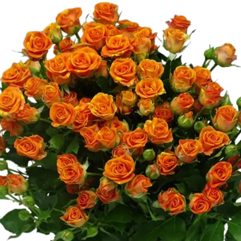 Spray Rose -Smashing (50)