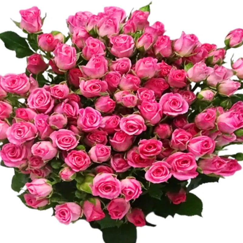 Spray Rose -Nethaniel(50)