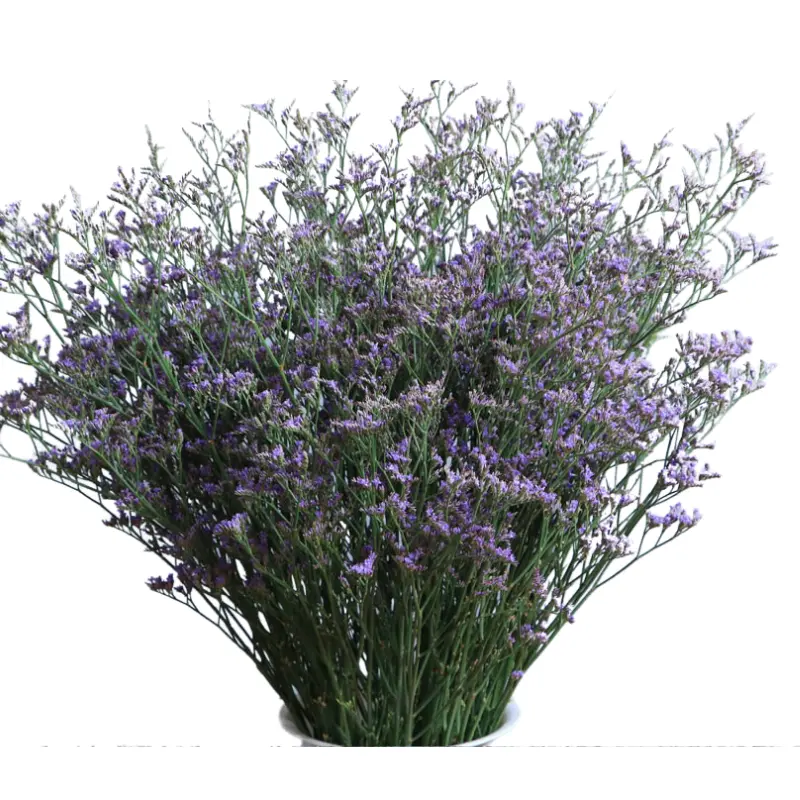 Limonium- Blue (50)-5 Stems