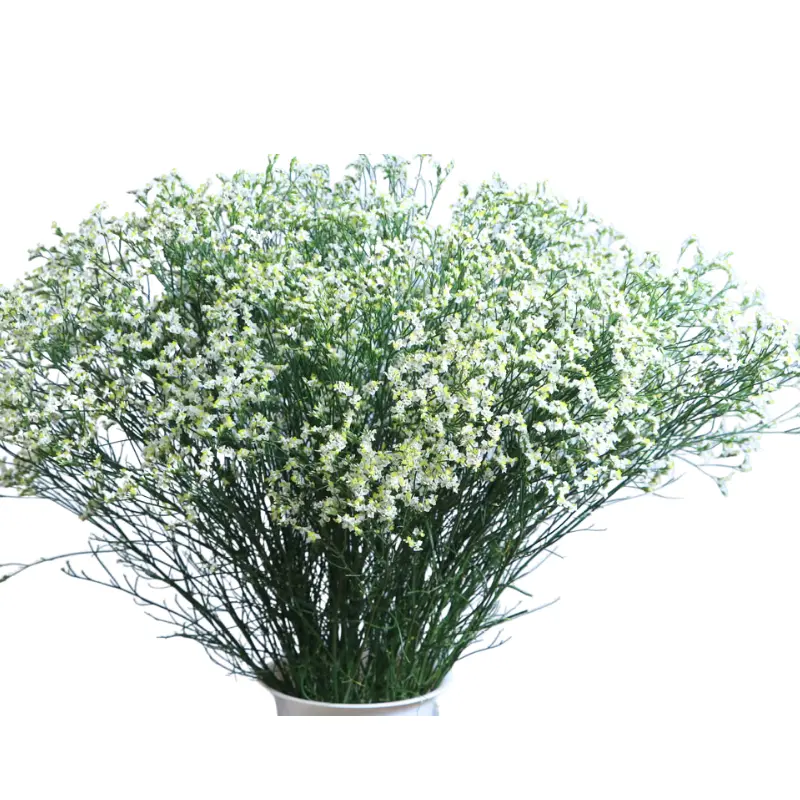 Limonium- White (50)- 5 Stems