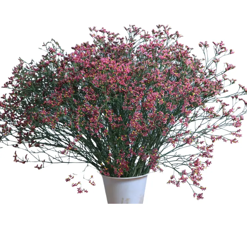 Limonium- Pink (50) -5 stems