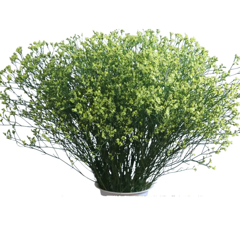 Limonium- Yelow (50)-5 Stems
