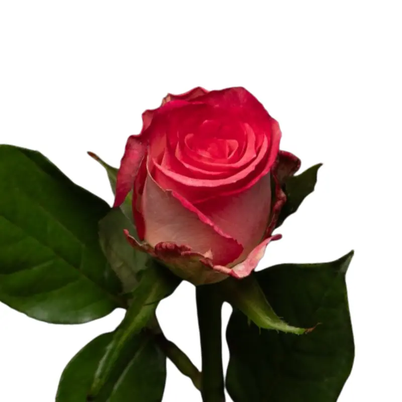 Rose -Nicoletta (50) 