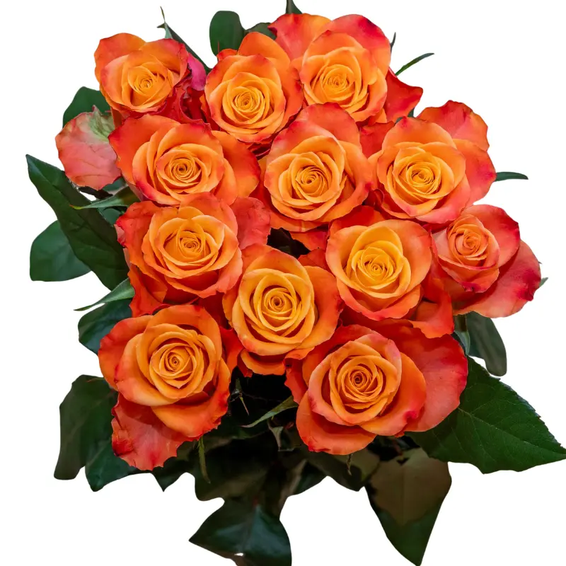 Rose -Mario (60) 
