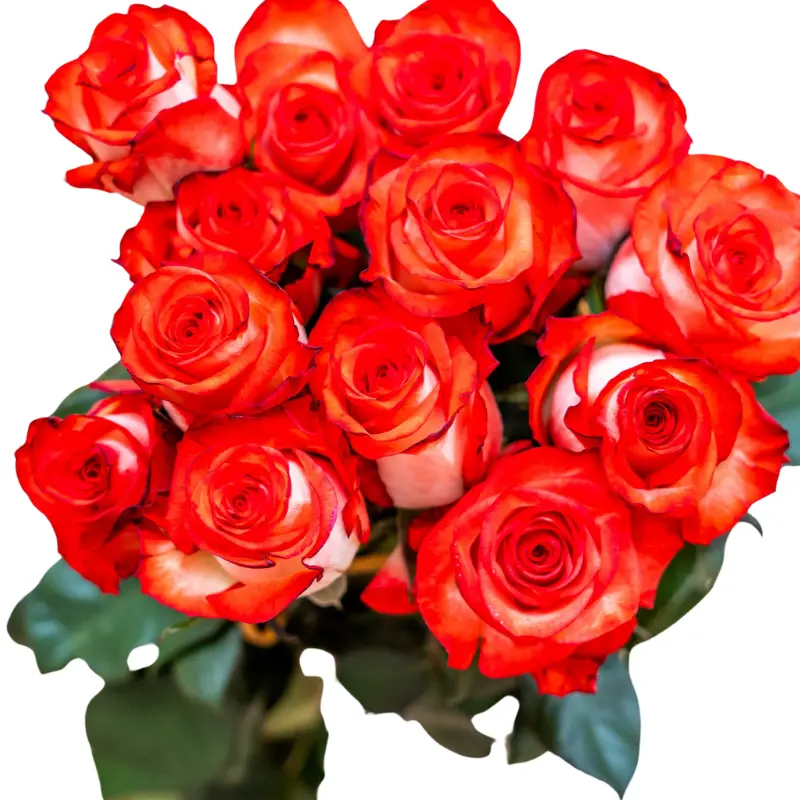 Rose -Blush (50)