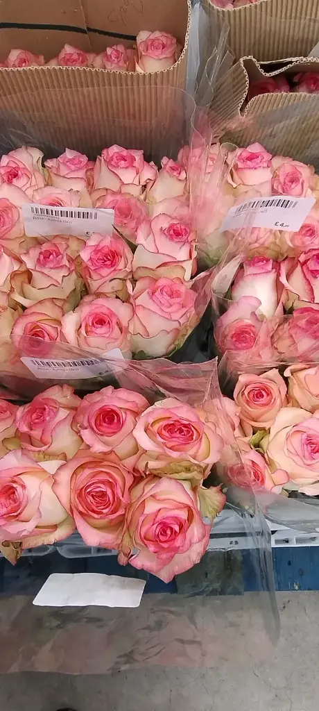 Bucket Deal 1-50 stems (Roses)