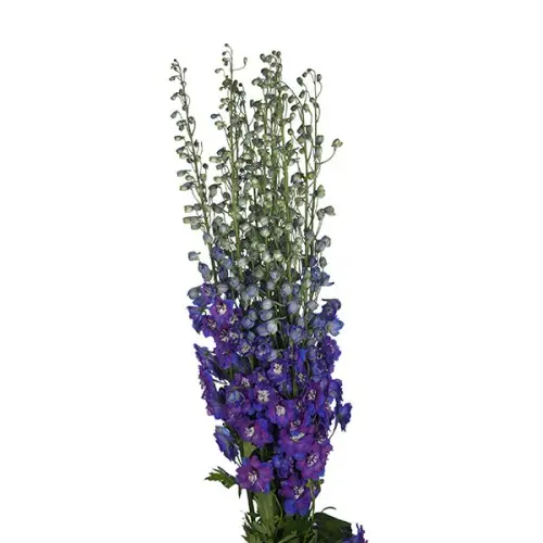 Delphinium - Blue   