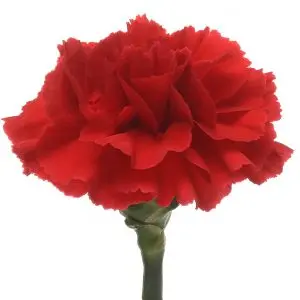 Carnation Single-Red-(10 Stems)