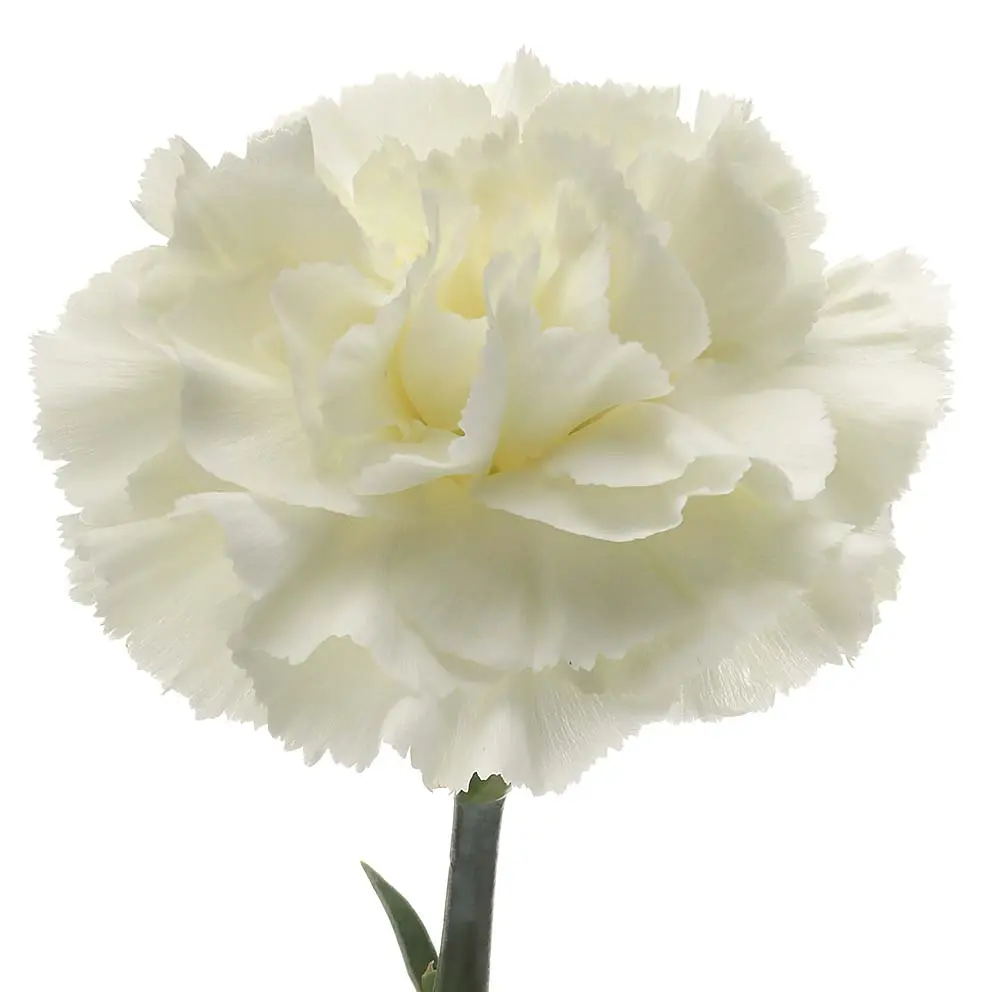 Carnation Single-White -(10 Stems)