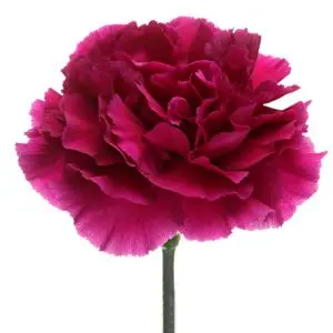Carnation Single-Purple-(10 stems)