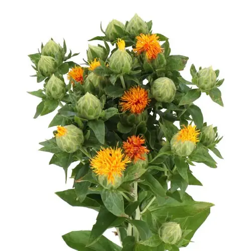 Carthamus