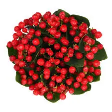 Hypericum - Red EC (70) 10 Stems
