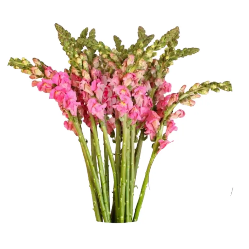 Statice -Pink
