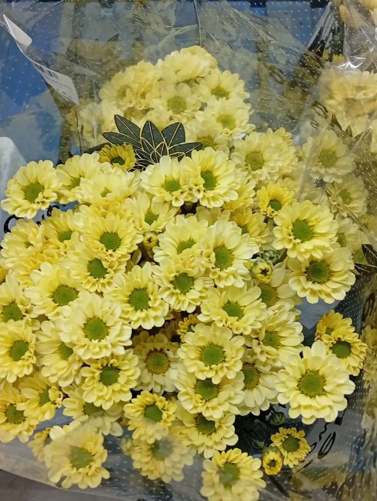 Chr Spray-Rossi Yellow