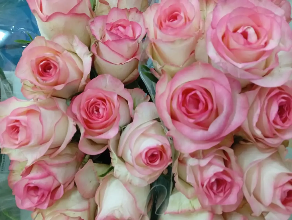 Rose -Jumila (60) 