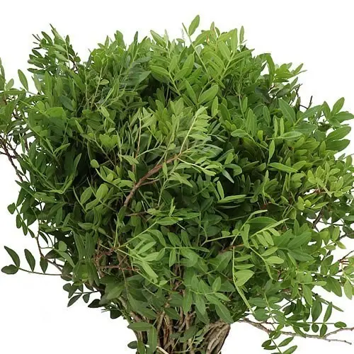 Pistachio Leaves