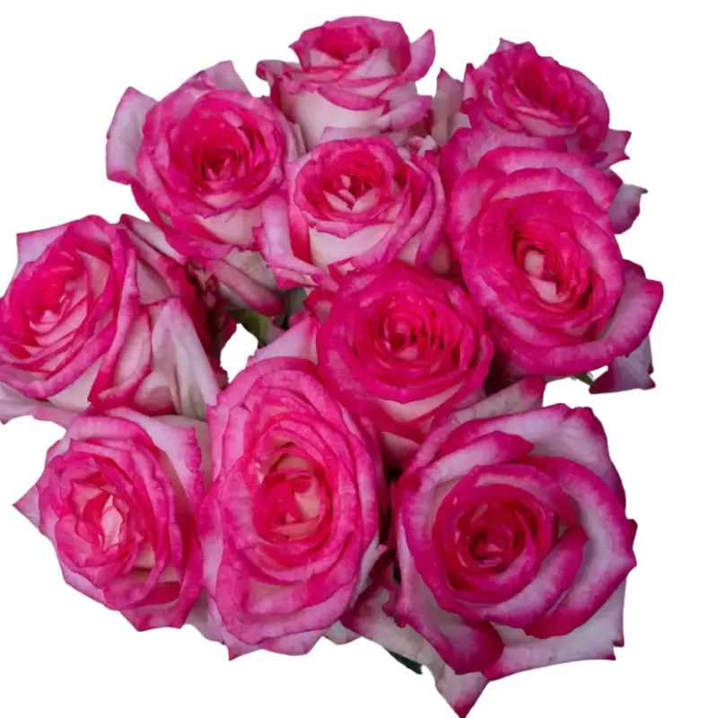 Rose -Fluence(50)