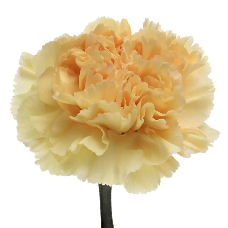 Chr-Carnation Single -Peach-(20 Stems)