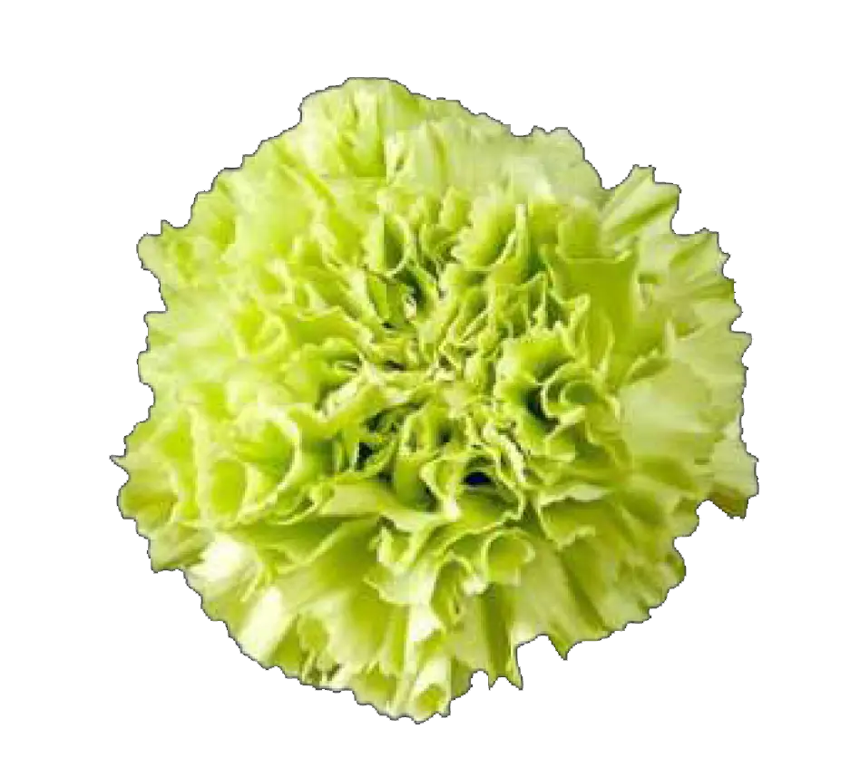 Chr-Carnation Single-Green - (20 Stems)