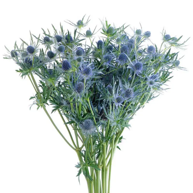 Val-Eryngium-Blue (60)