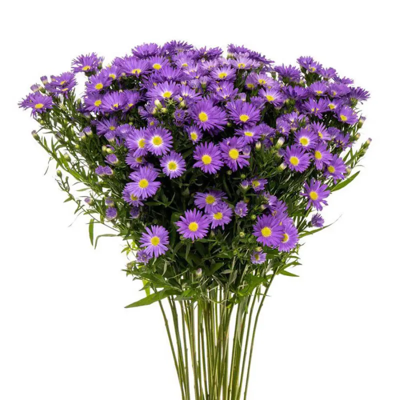 Aster-Purple- (25 stems)