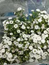 Aster-White- (25 stems) 