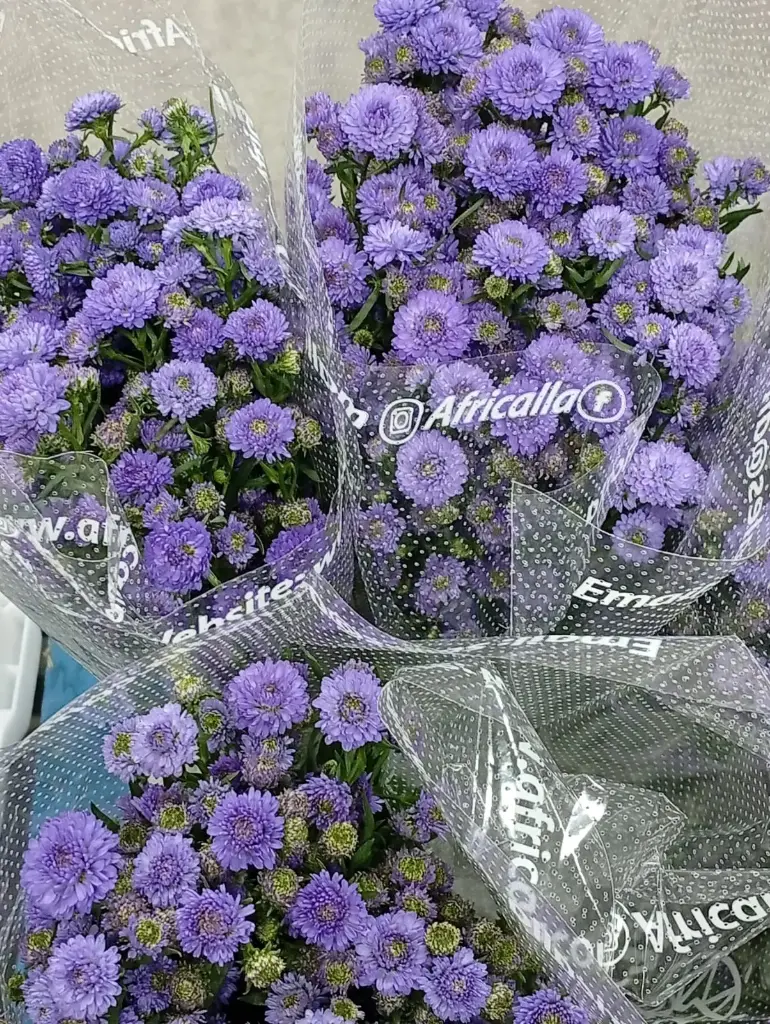 Aster-Blue- (25 stems) 