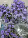 Aster-Blue- (25 stems) 