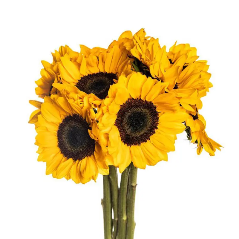 Helianthus-Sunflower -(5 Stems)