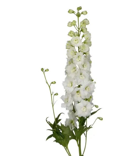 Delphinium - White (10 Stems)