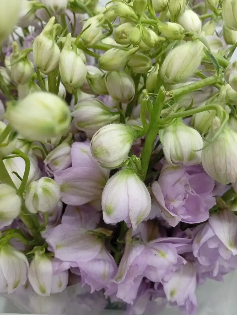 Delphinium - Purple (10 Stems)