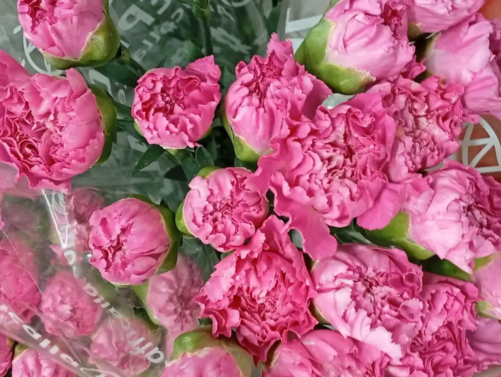 Carnation Single-Cerise Pink - (20 Stems) 