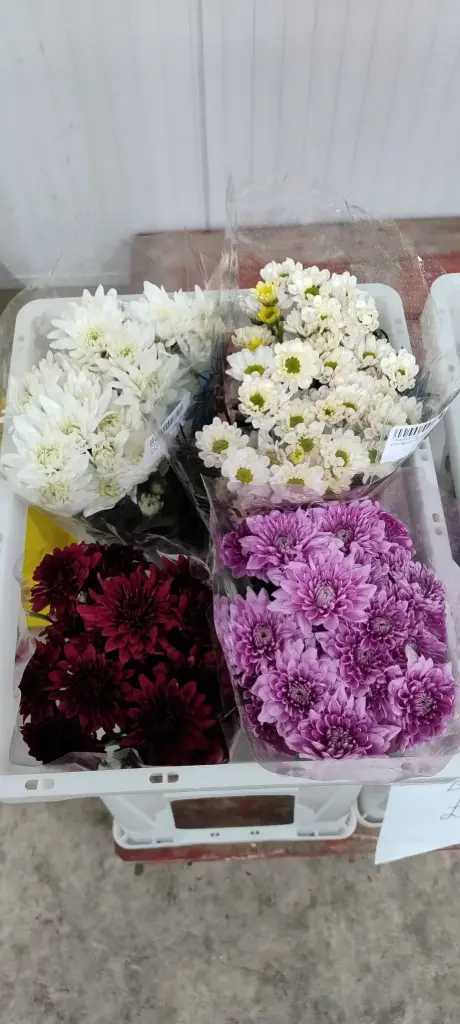 Bucket Deal 2 -25 stems (Chrysanthemum Mix)