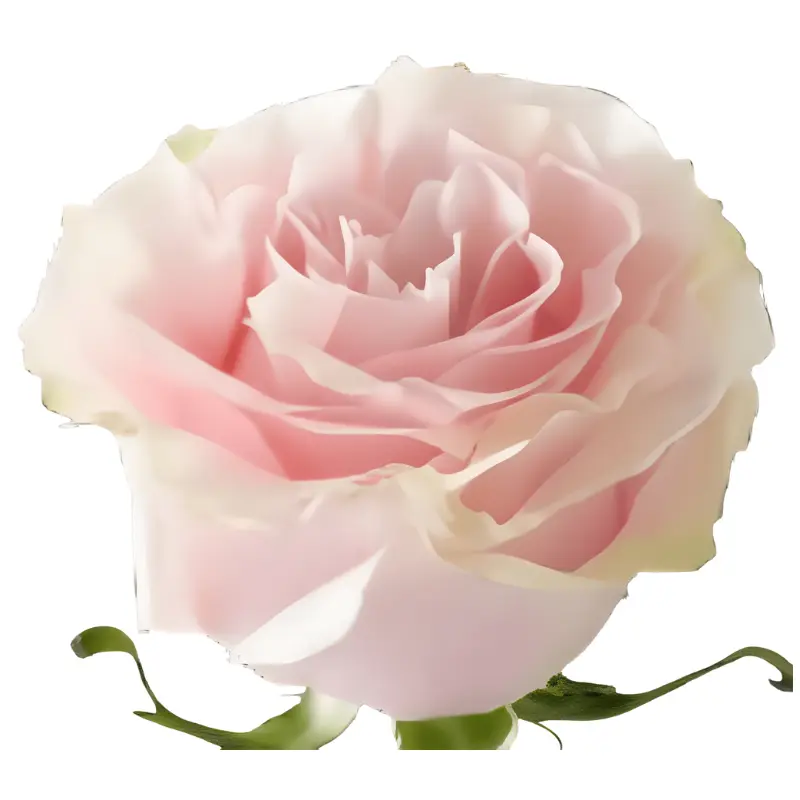 Val-Rose -Pink Mondial (60) EC