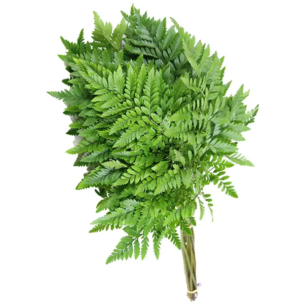 Val-Leather Leaves (50)