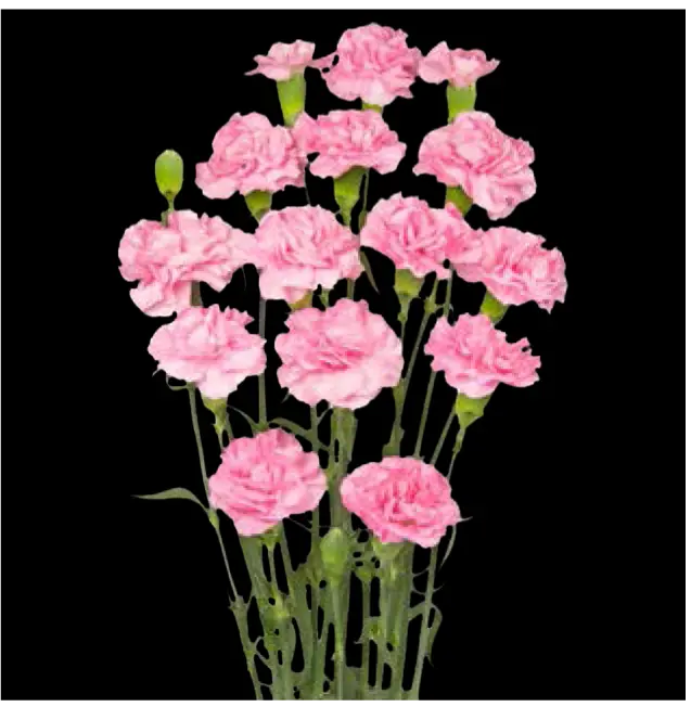 Val-Carnation Spray-Light Pink (50)
