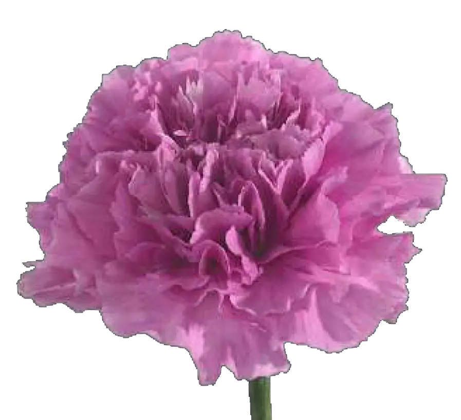 MoD-Carnation Single-Purple-(20 Stems)