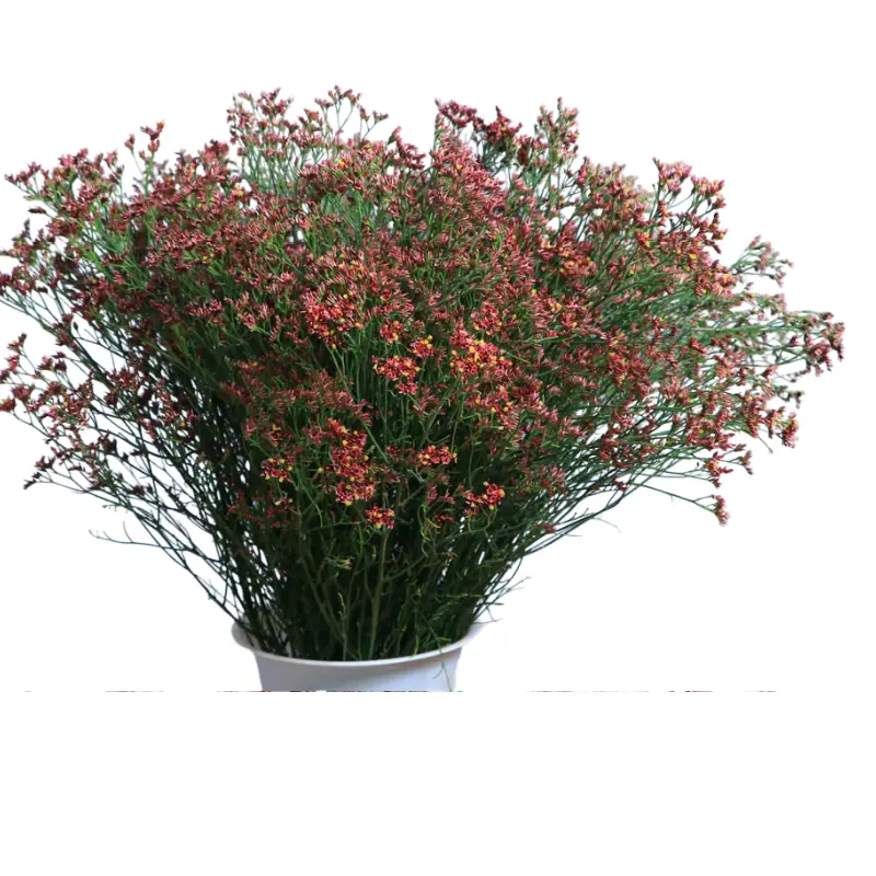 MoD-Limonium- White (50)-5 Stems