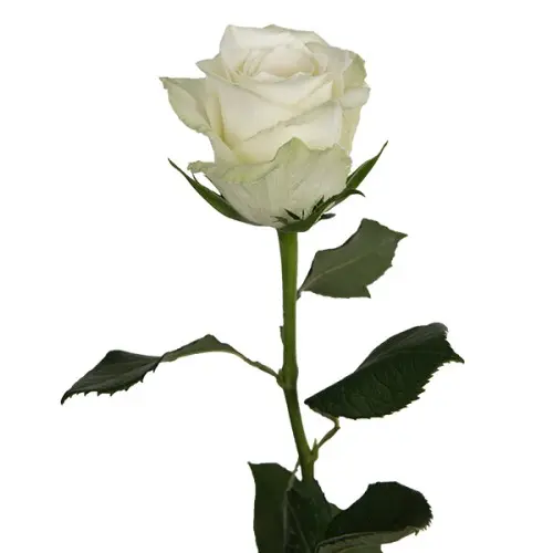 MoD-Rose - White-Athena/snowstrom/Proud (50)