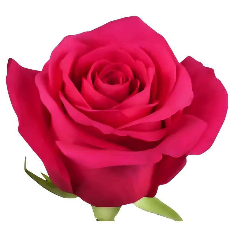 MoD-Rose -Pink Floyd/Full Monty (50) EC