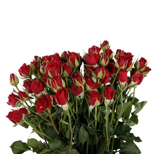 MoD-Spray Rose-Mirabel/Rubicon (50)