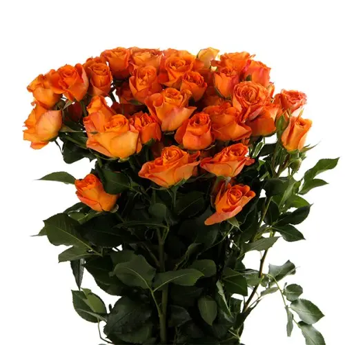 MoD-Spray Rose-Babe (60)