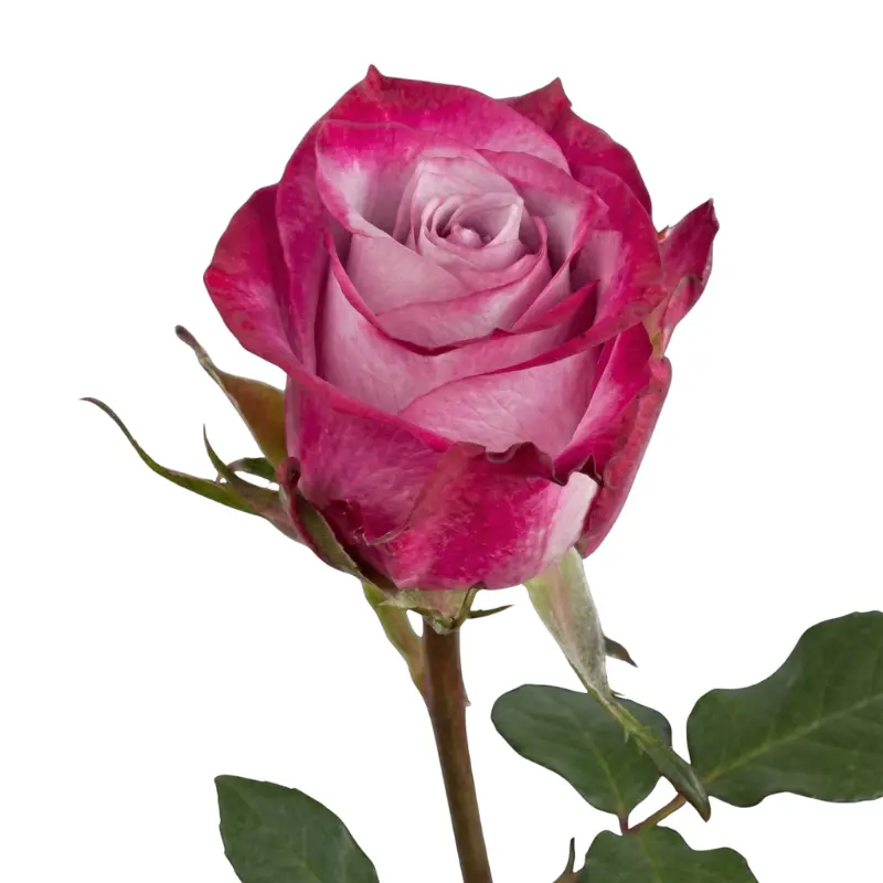 MoD-Rose -Deep Purple (60) EC 