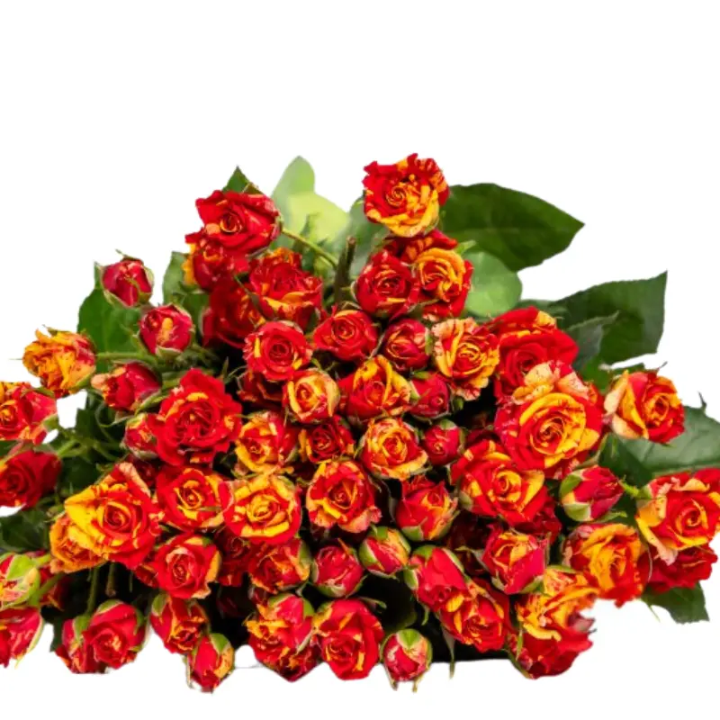 Spray Rose-Fire Flash(50) | meydanflowers.com