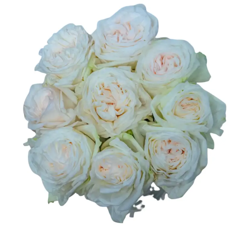 Rose - White Ohara (50)