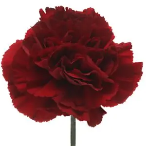 Carnation Single- Deep Red -(20 Stems)  