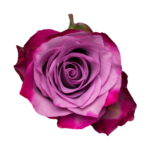 Rose-Deep purple (50)