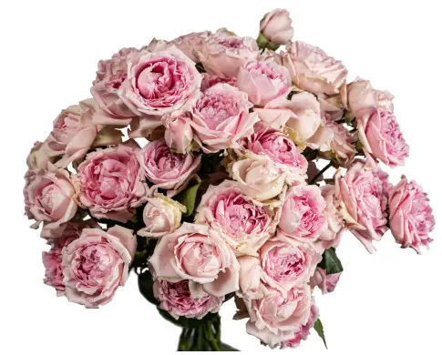 Spray Rose - Candy Flow