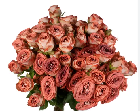 Spray Rose - Media
